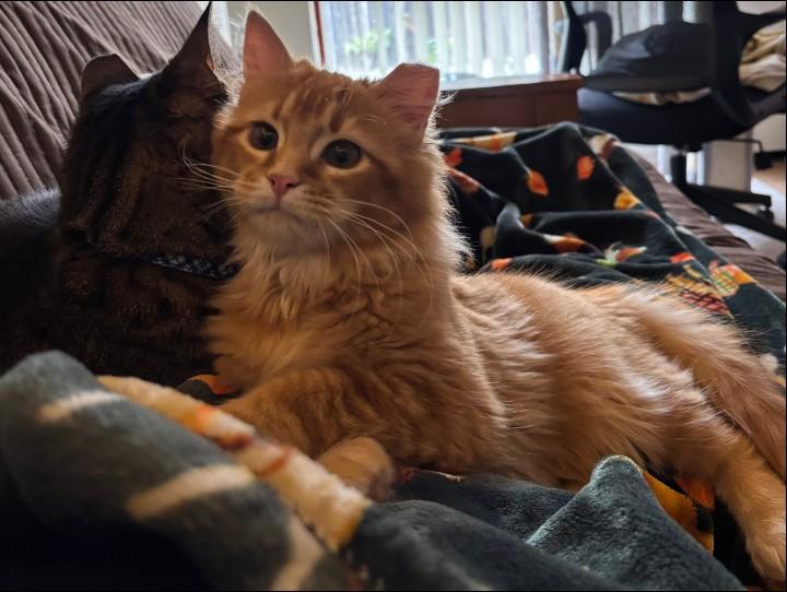 Enlarge Simba, an adopted Domestic Long Hair in Woodland, CA image 1/4