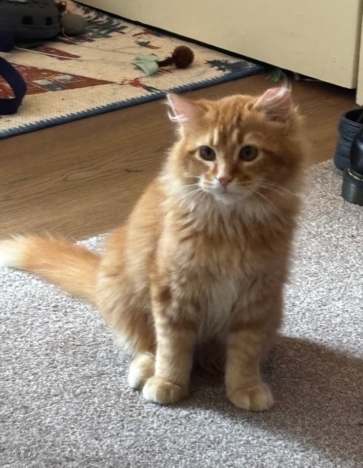 Enlarge Simba, an adopted Domestic Long Hair in Woodland, CA image 2/4