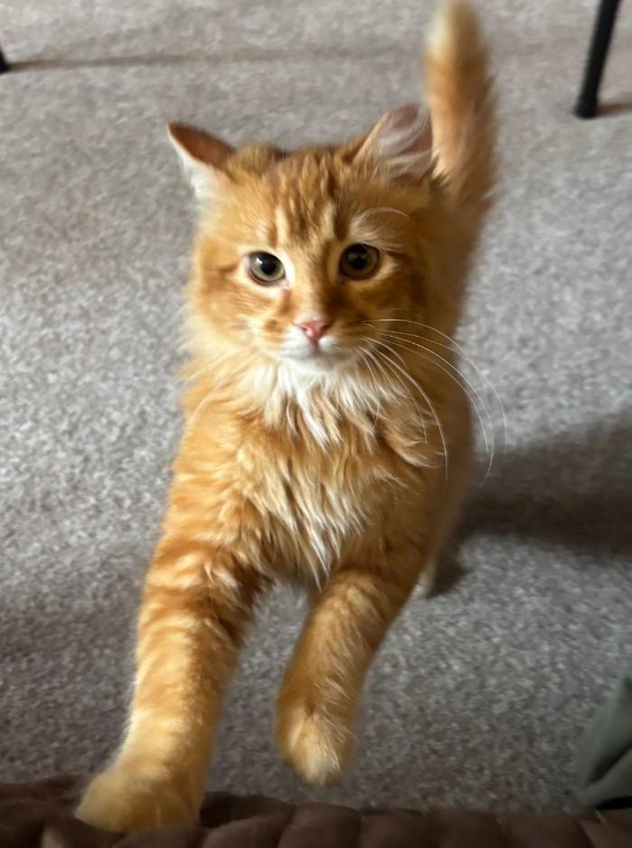 Enlarge Simba, an adopted Domestic Long Hair in Woodland, CA image 4/4