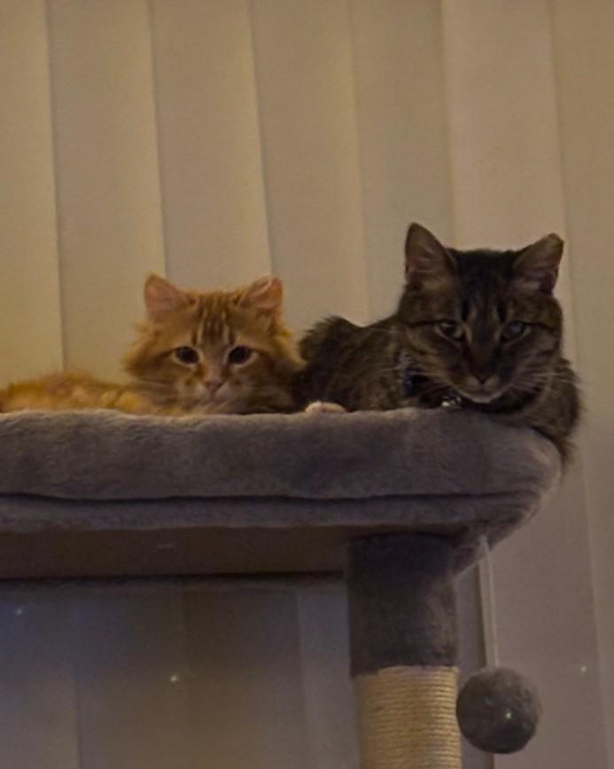 Enlarge Simba, an adopted Domestic Long Hair in Woodland, CA image 3/4