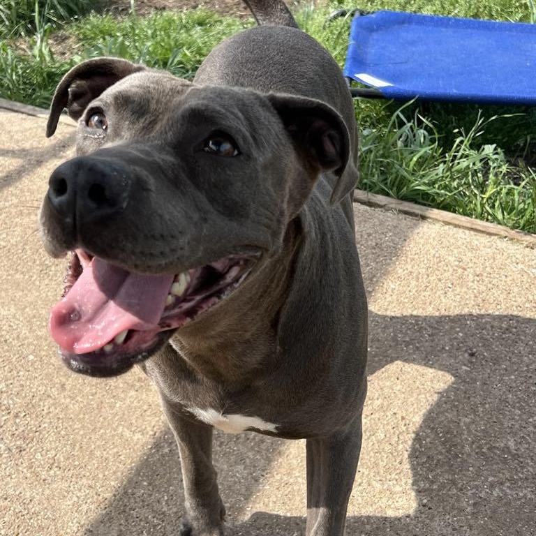 *Nyla, Adult Female unknown