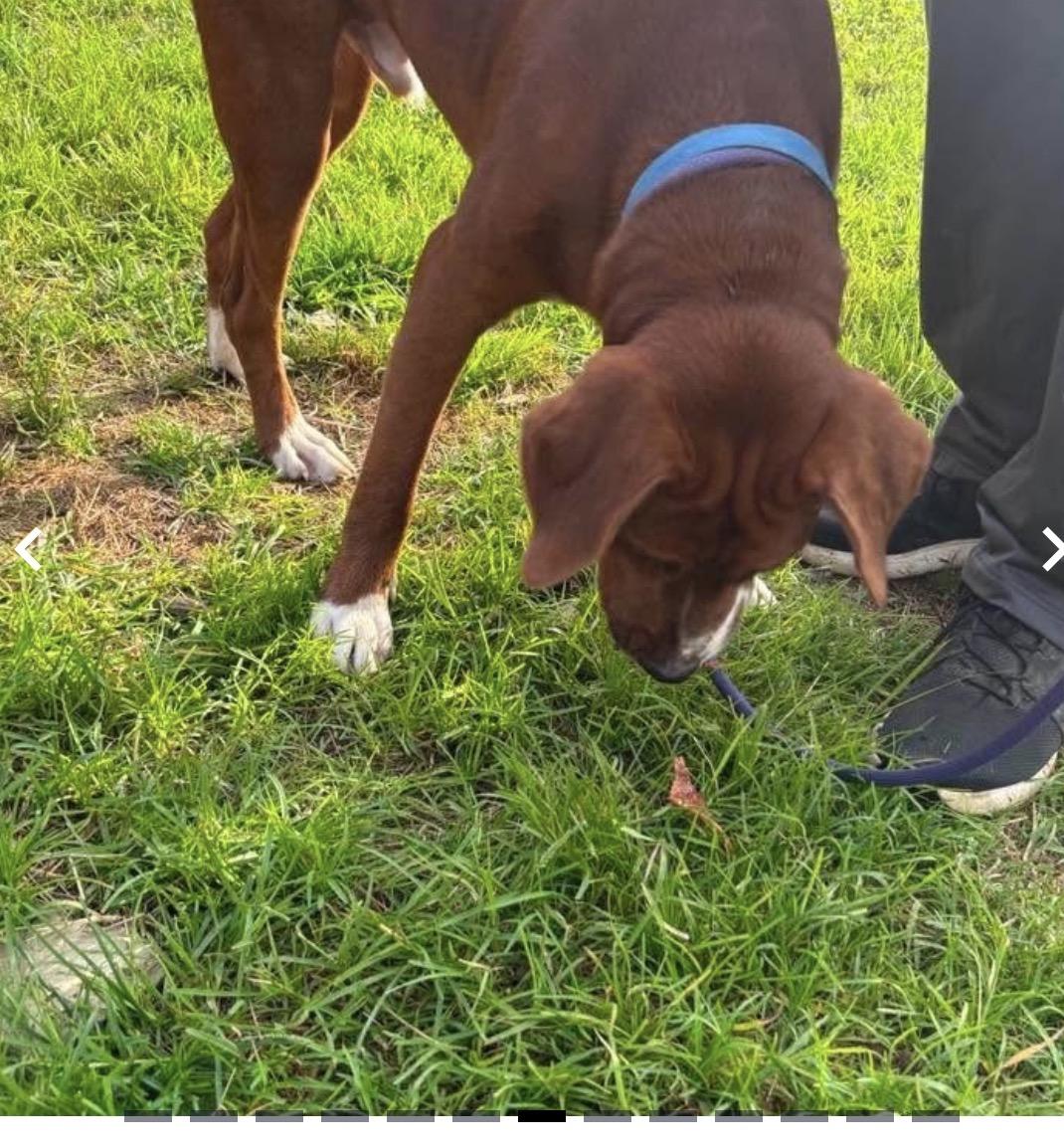 Drex, ADOPTABLE, Adult Male Chocolate Labrador Retriever & Boxer.
