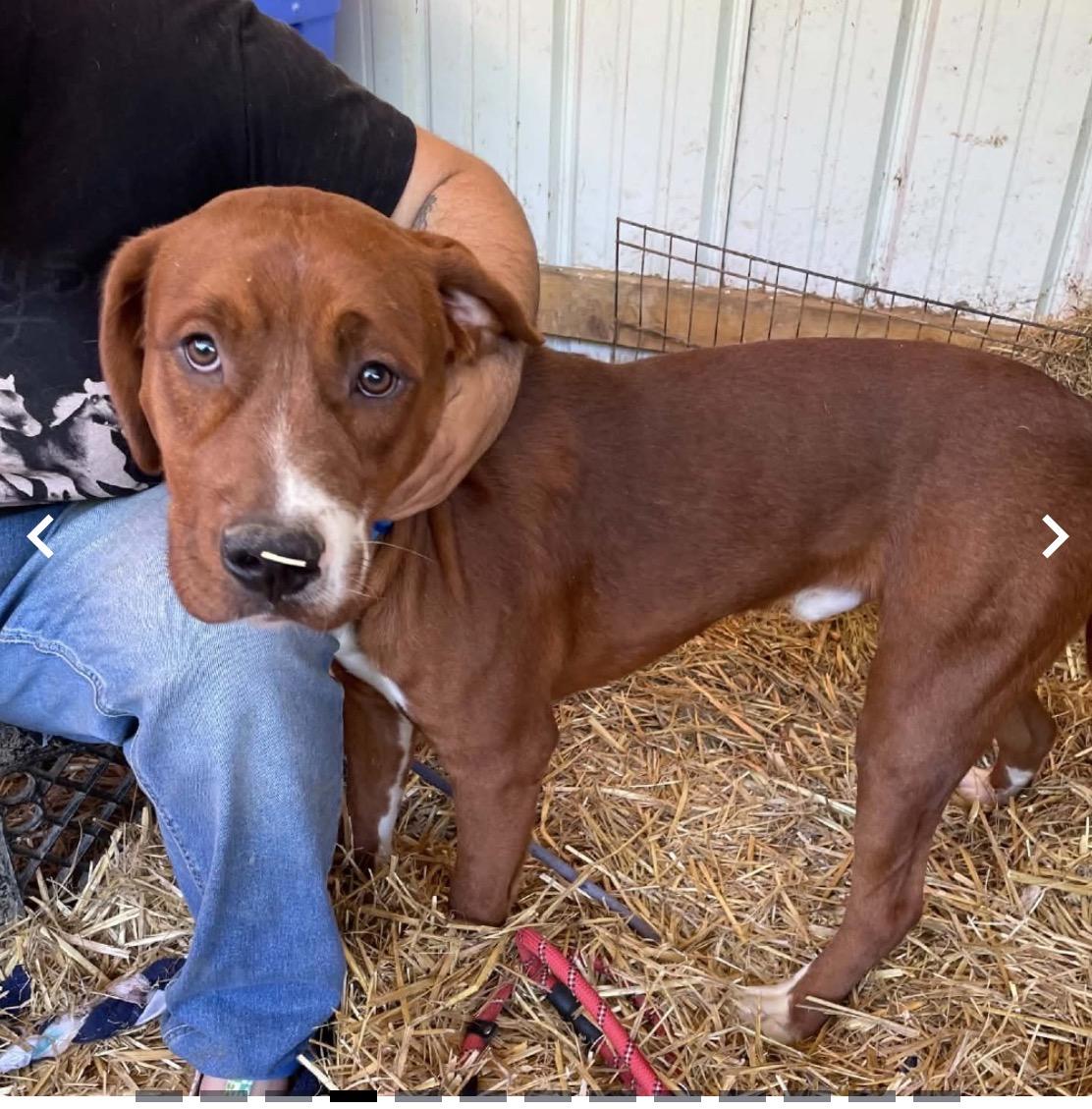 Drex, a ADOPTABLE mixed breed in WARREN, RI image 3/3