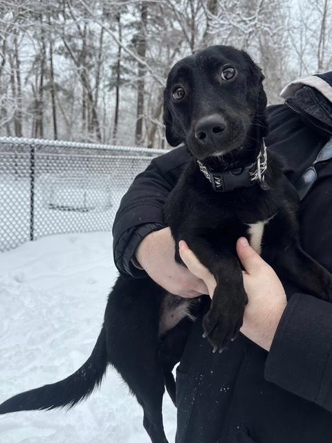 Enlarge Poppy, a ADOPTABLE mixed breed in Sudbury, MA image 3/5