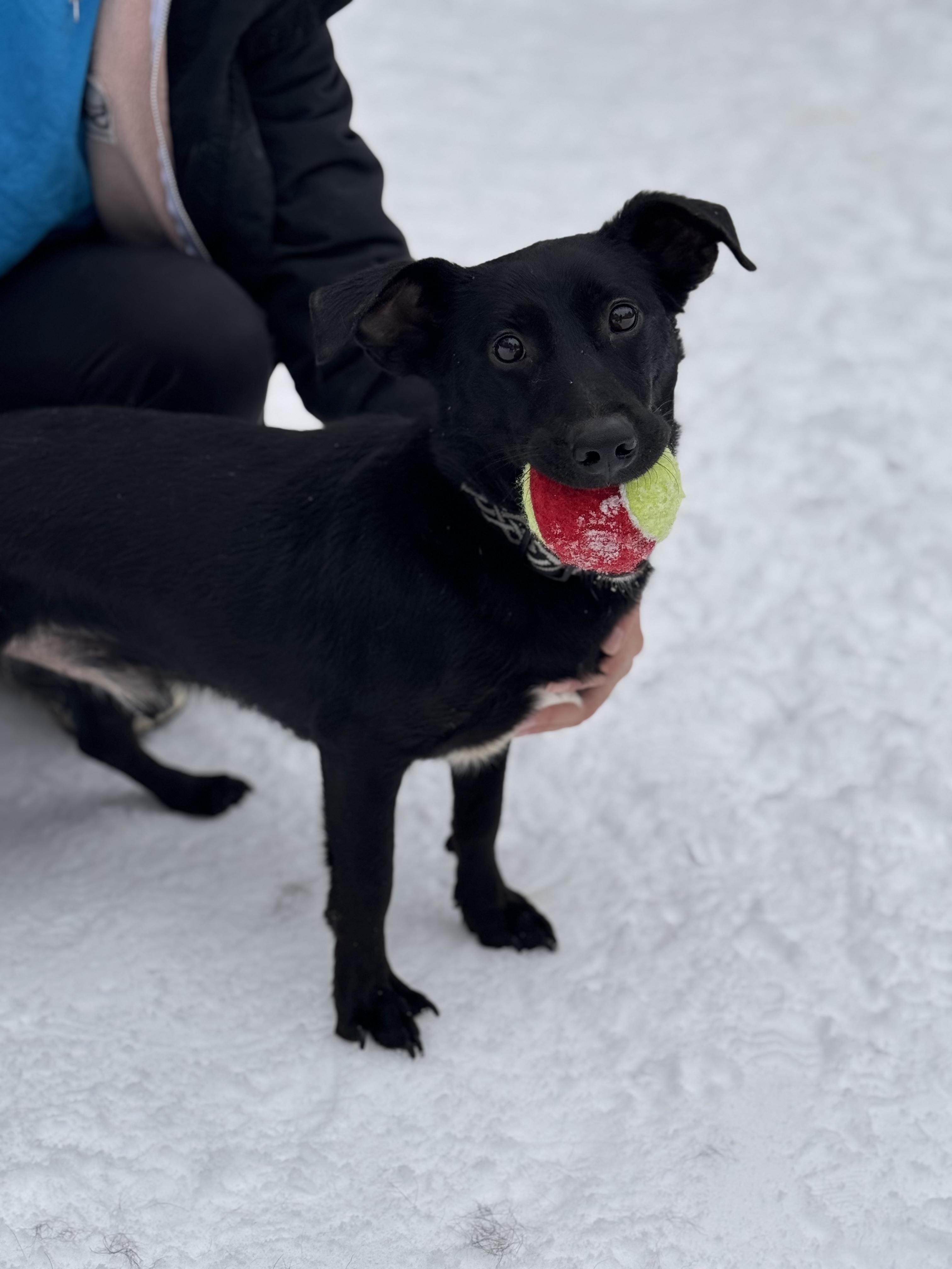Enlarge Poppy, a ADOPTABLE mixed breed in Sudbury, MA image 2/5