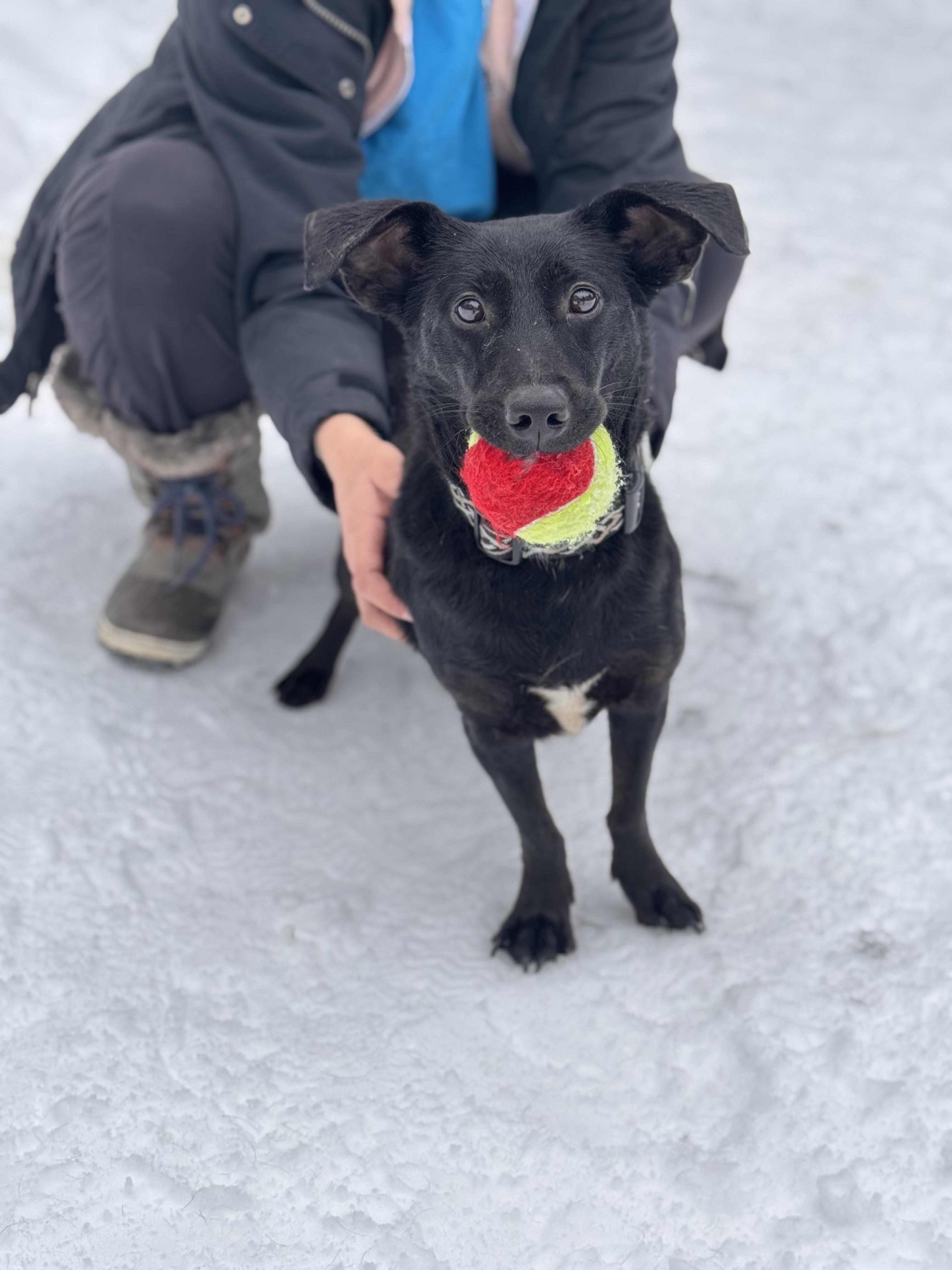 Enlarge Poppy, a ADOPTABLE mixed breed in Sudbury, MA image 1/5