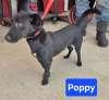 Enlarge Poppy, a ADOPTABLE mixed breed in Sudbury, MA image 5/5