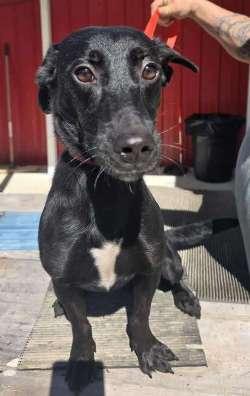 Enlarge Poppy, a ADOPTABLE mixed breed in Sudbury, MA image 4/5