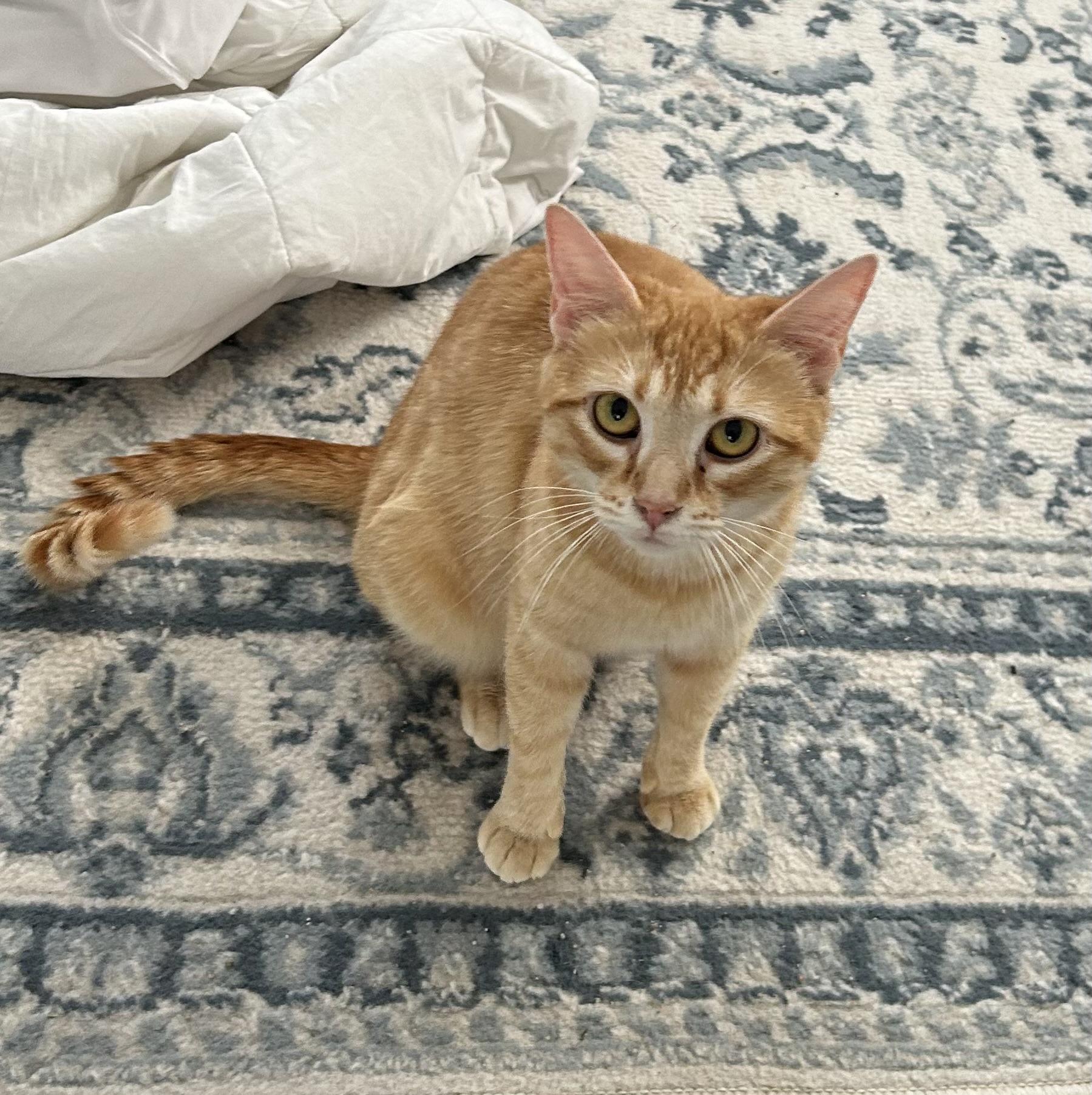 Peachy, Adult Female Domestic Short Hair