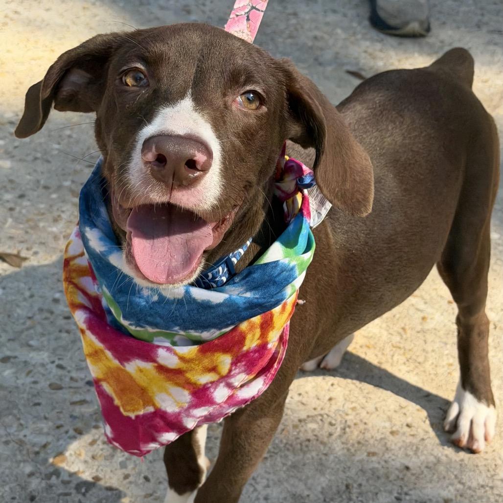 Molly Aka June, Adoptable, Puppy Female Chocolate Labrador Retriever & Hound.