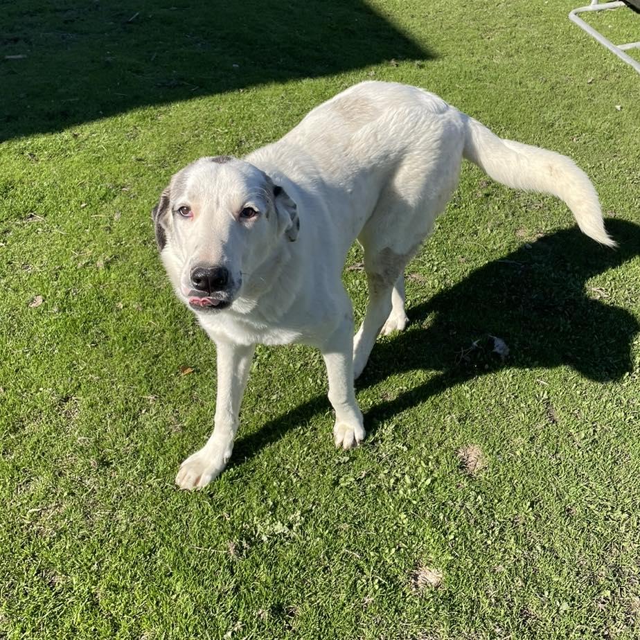 Enlarge Sugar Pie, a Adoptable mixed breed in Whitewright, TX image 1/3