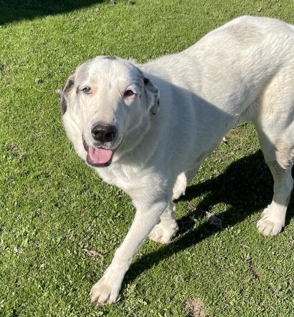 Enlarge Sugar Pie, a Adoptable mixed breed in Whitewright, TX image 2/3