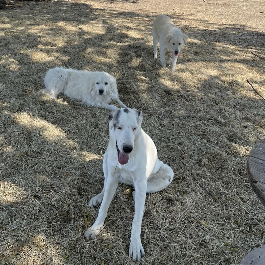 Enlarge Sugar Pie, a Adoptable mixed breed in Whitewright, TX image 3/3