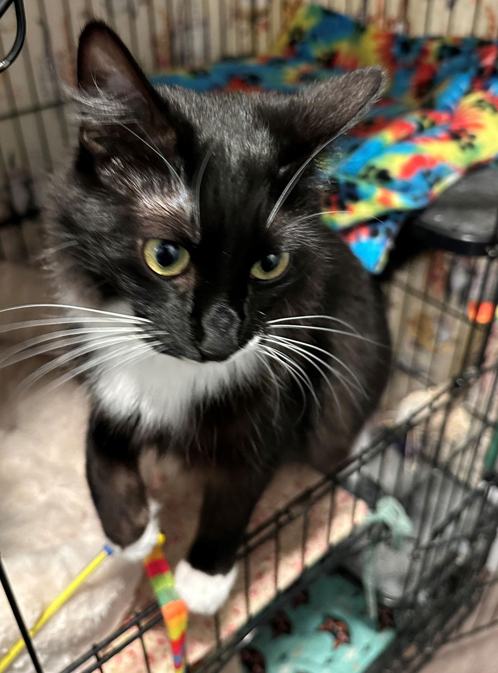 tessa, Adoptable, Kitten Female Domestic Medium Hair & Tuxedo.