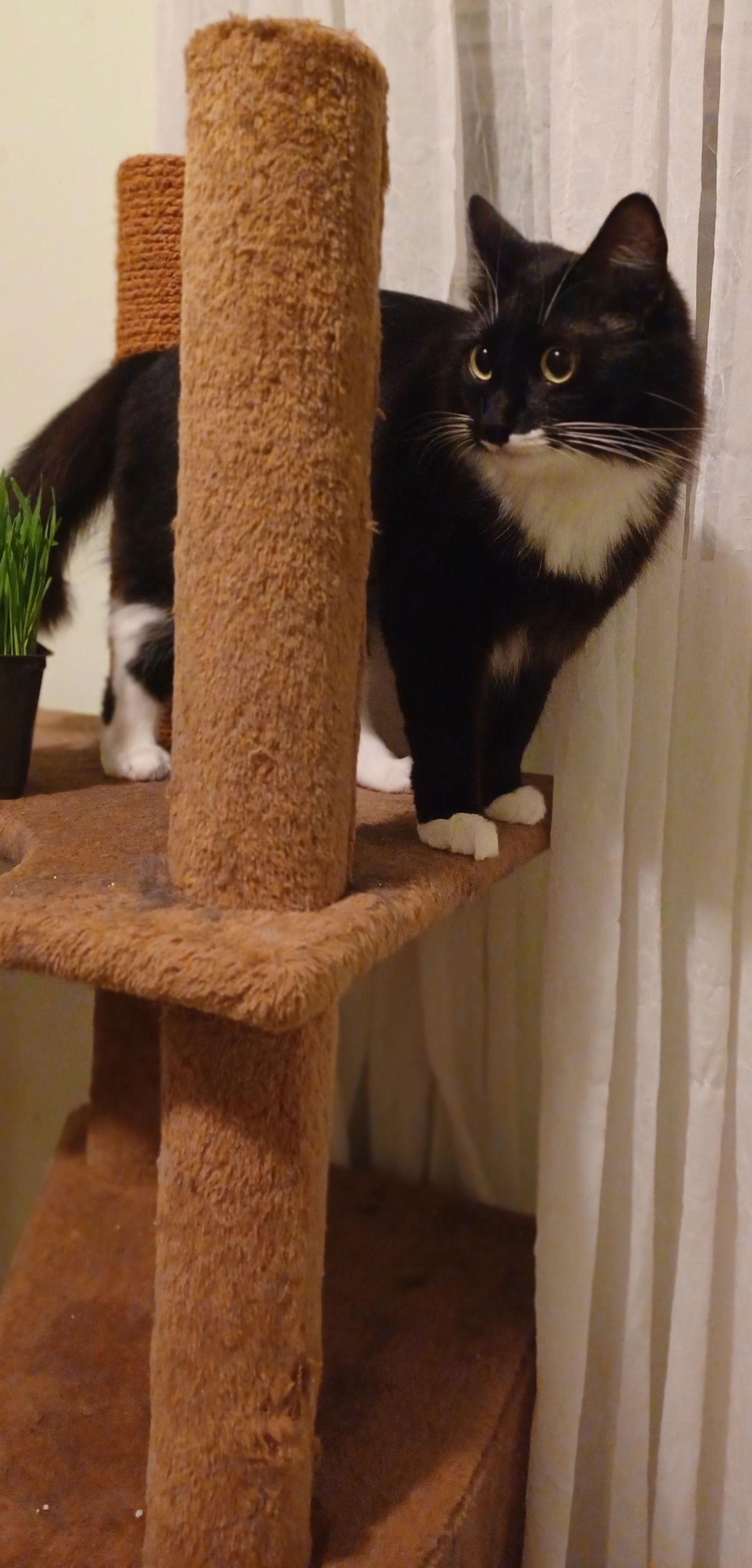 Enlarge tessa, a Adoptable mixed breed in San Jose, CA image 2/3