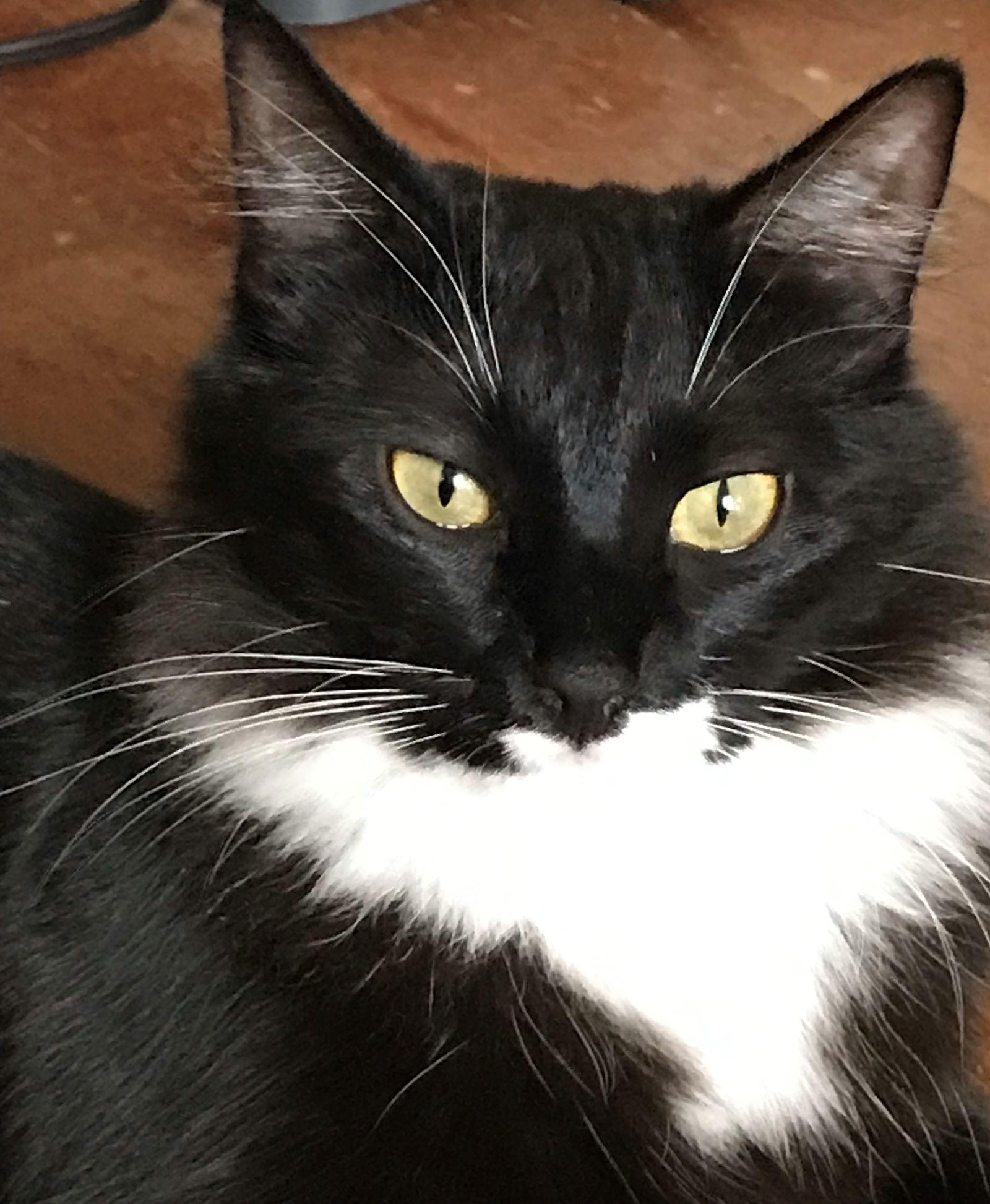 Enlarge tessa, a Adoptable mixed breed in San Jose, CA image 3/3