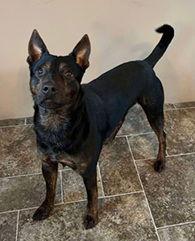 Wrangler, Adoptable, Adult Male Australian Shepherd.