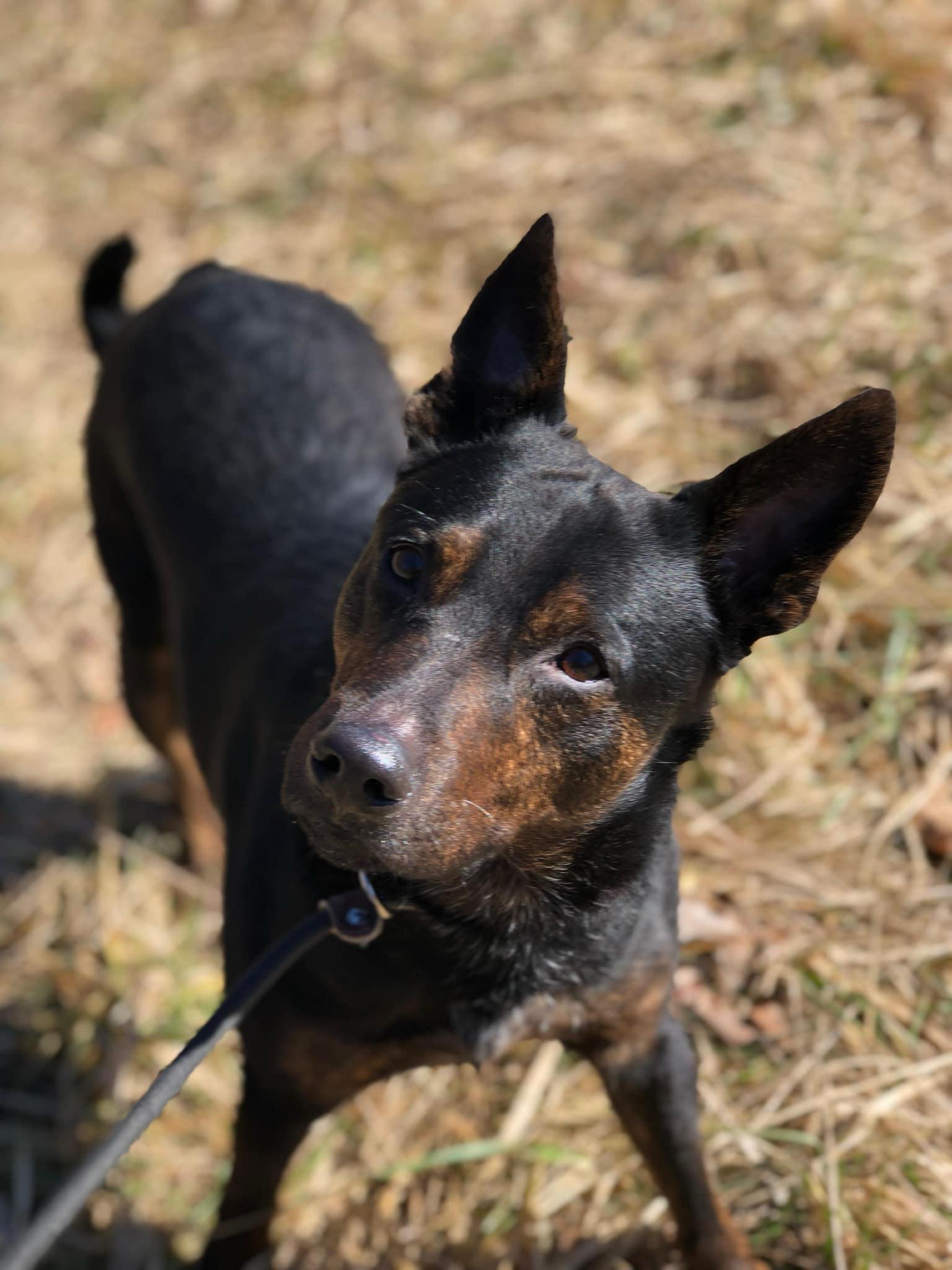 Wrangler, Adoptable, Adult Male Australian Shepherd.