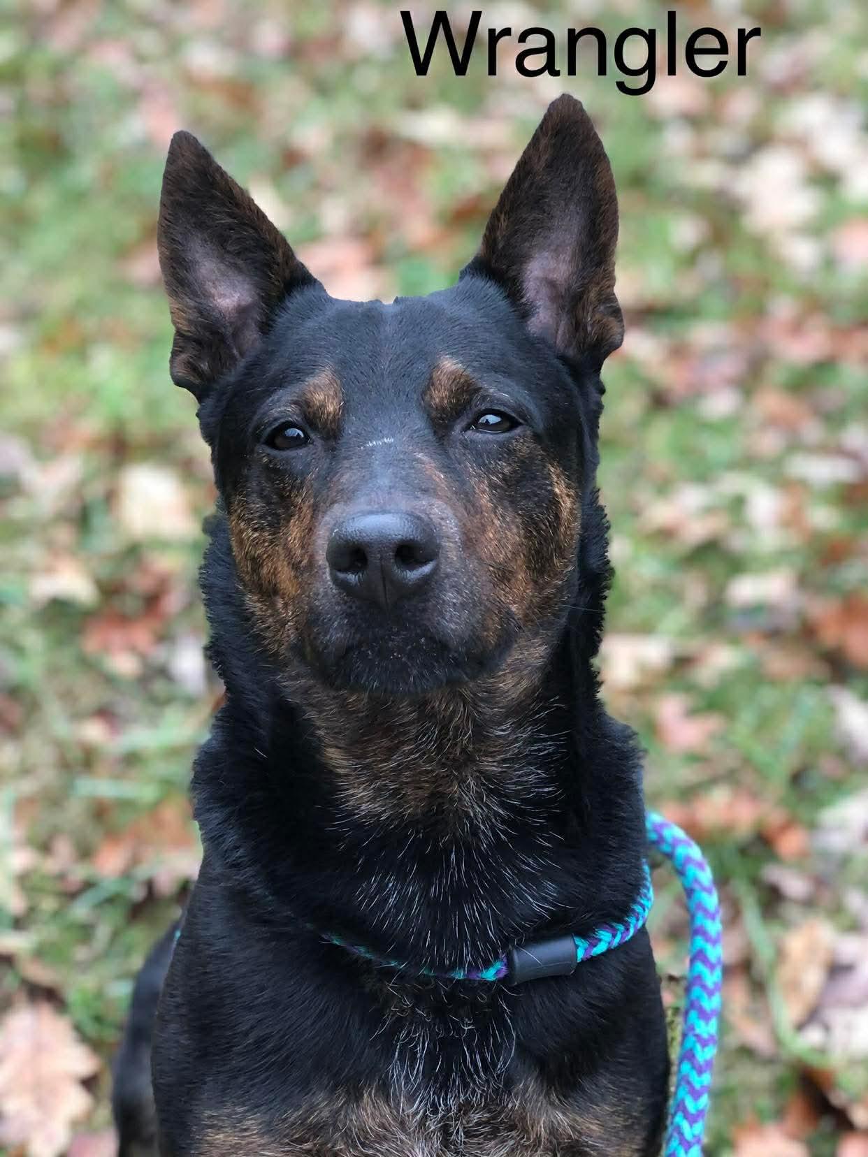 Wrangler, Adoptable, Adult Male Australian Shepherd.