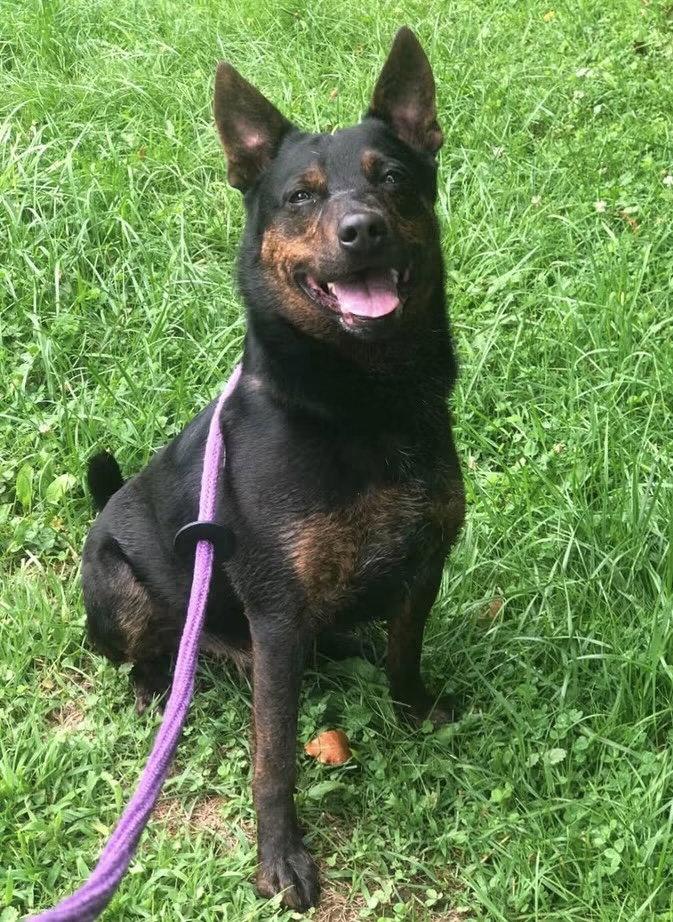 Wrangler, Adoptable, Adult Male Australian Shepherd.