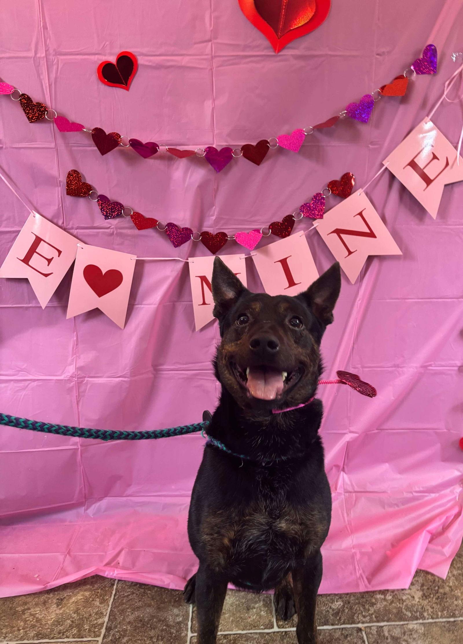 Wrangler, a Adoptable Australian Shepherd in Elkins, WV image 3/3