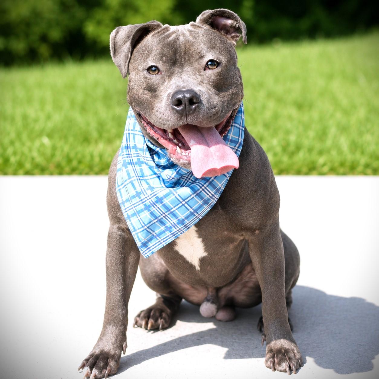 Binky, adoptable, Young Male Terrier.