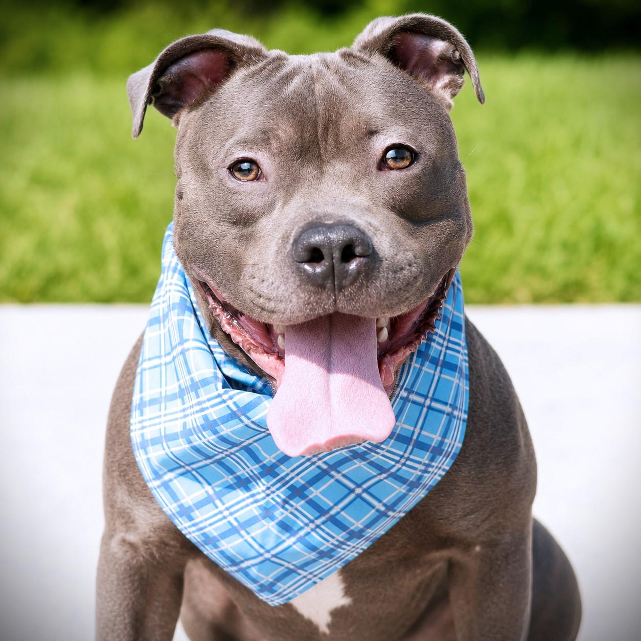 Enlarge Binky, an adoptable mixed breed in Amsterdam, NY image 2/3