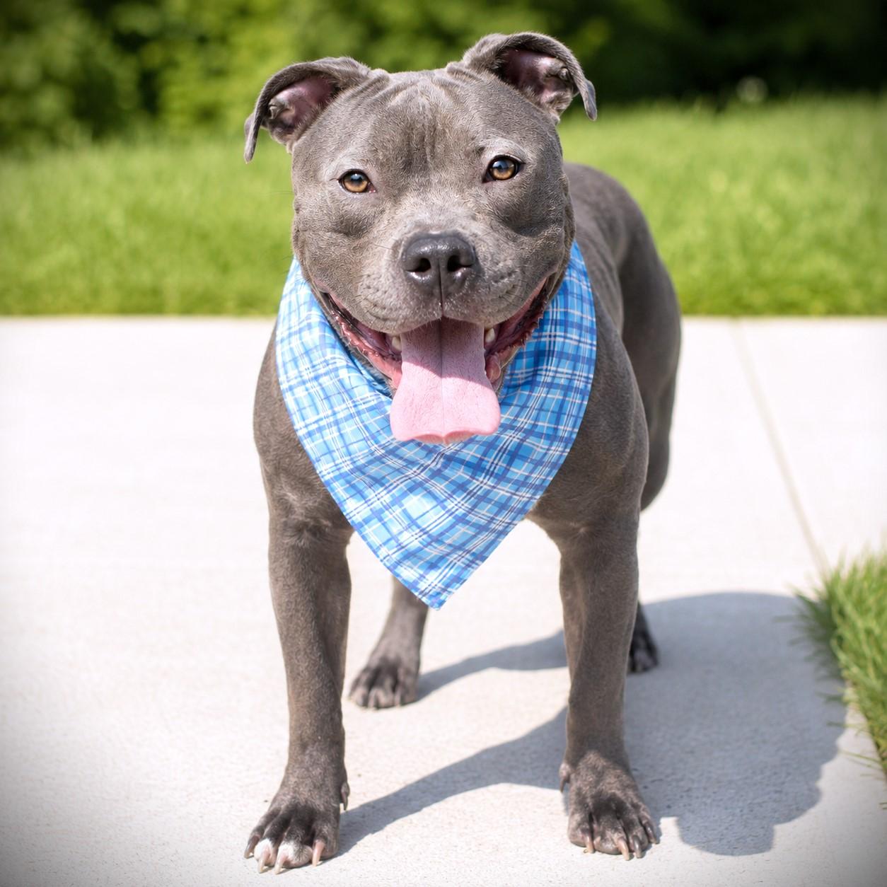 Enlarge Binky, an adoptable mixed breed in Amsterdam, NY image 3/3