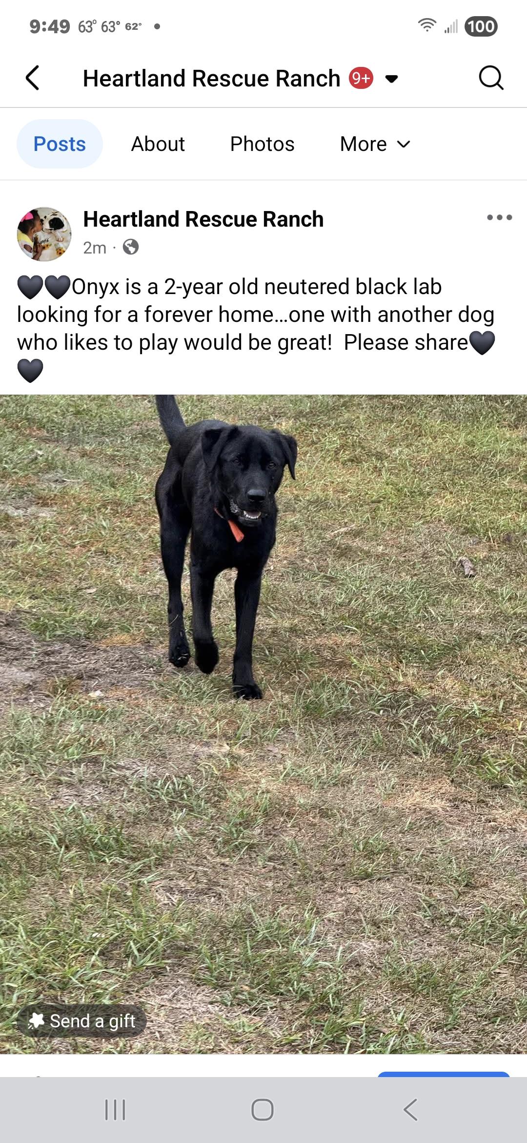 Onyx, Adoptable, Adult Male Labrador Retriever.