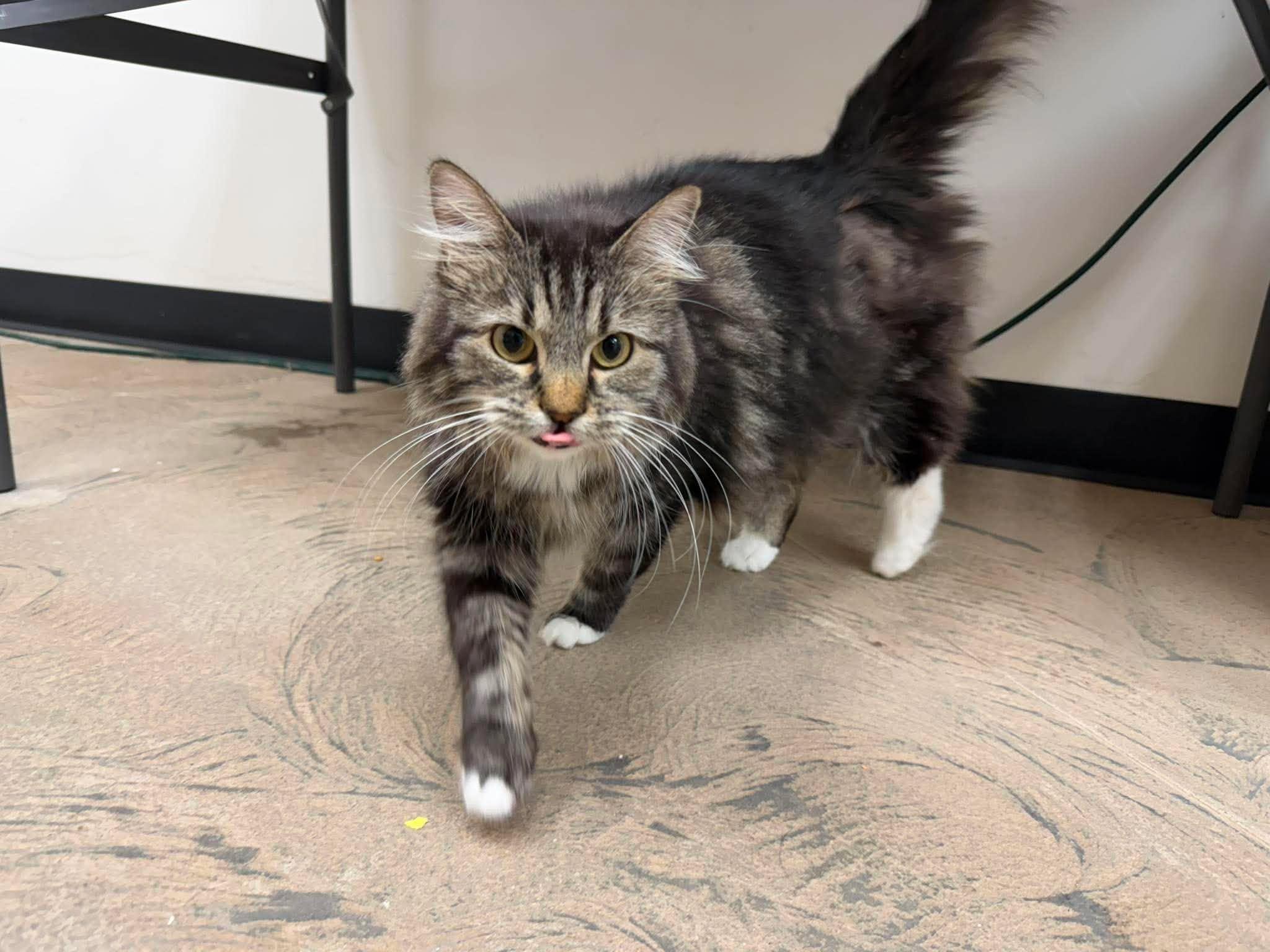Senara, ADOPTABLE, Adult Female Domestic Long Hair.