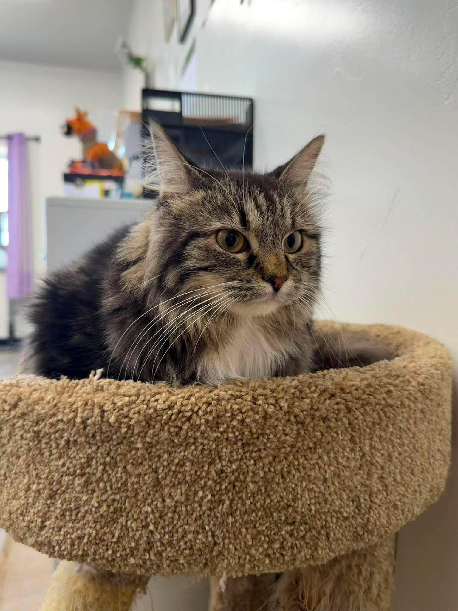 Senara, a ADOPTABLE Domestic Long Hair in Roosevelt, UT image 3/5