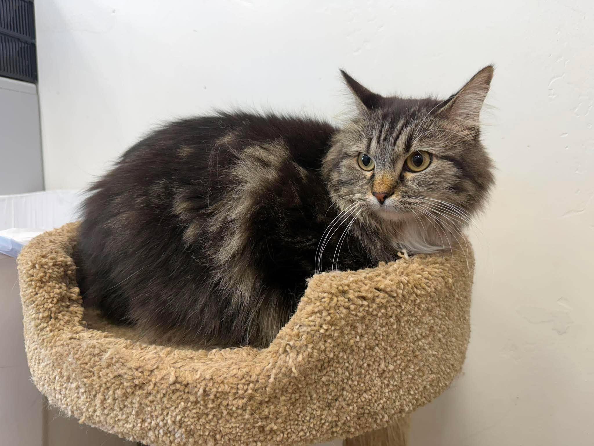 Senara, a ADOPTABLE Domestic Long Hair in Roosevelt, UT image 2/5