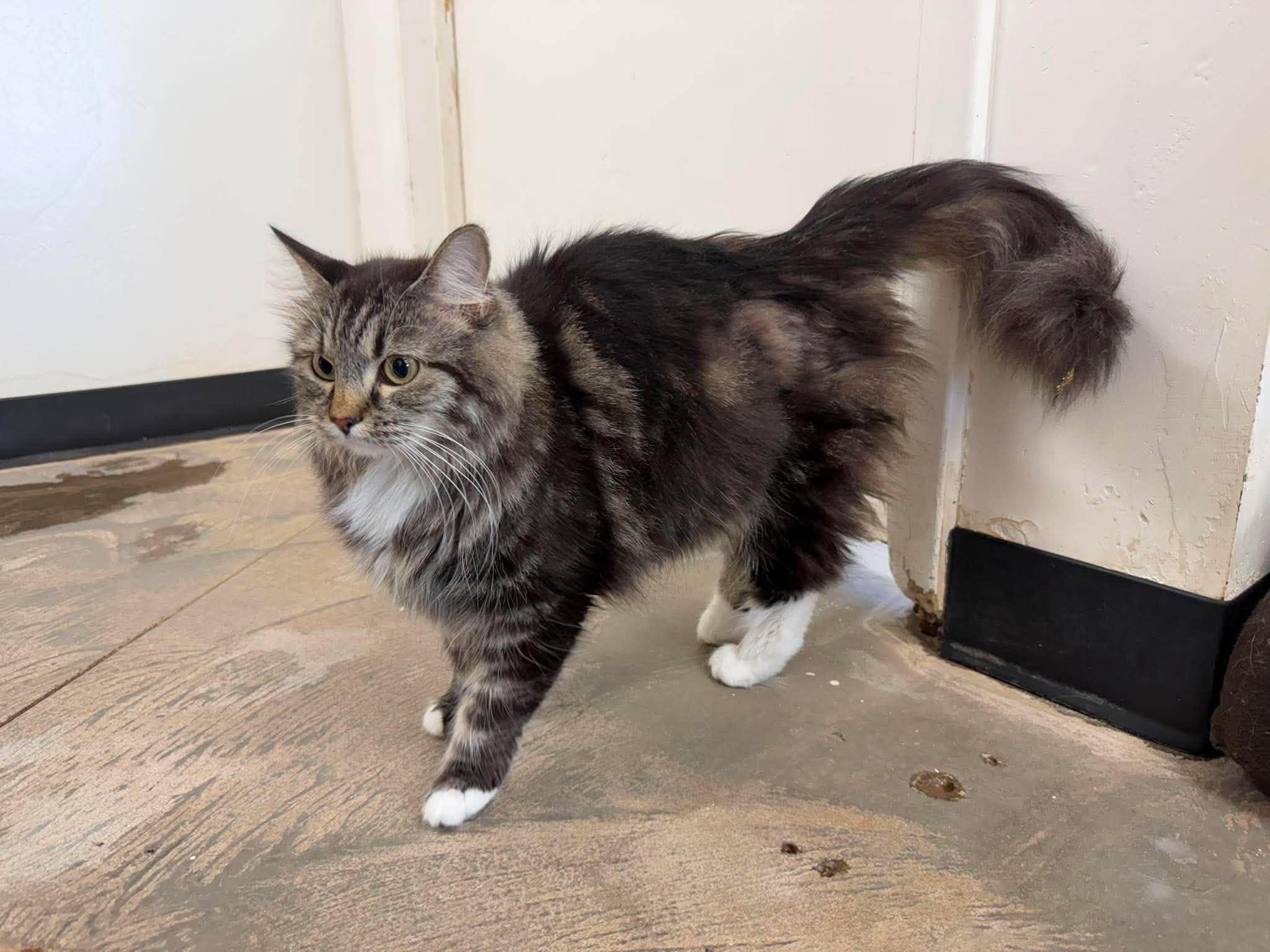 Senara, a ADOPTABLE Domestic Long Hair in Roosevelt, UT image 5/5
