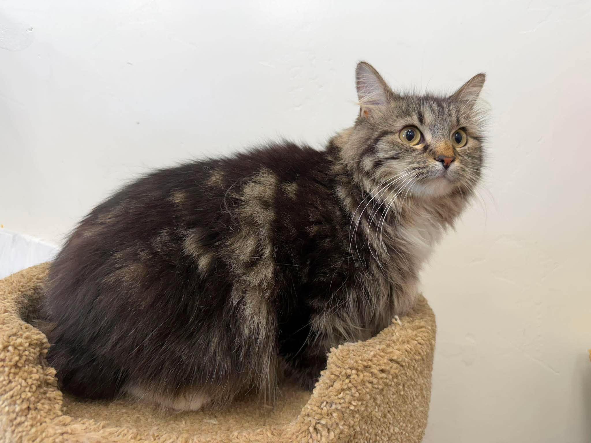 Senara, a ADOPTABLE Domestic Long Hair in Roosevelt, UT image 4/5