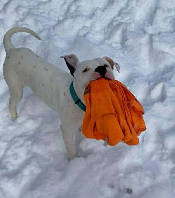 Enlarge Oreo, a Adoptable mixed breed in Strongsville, OH image 1/3