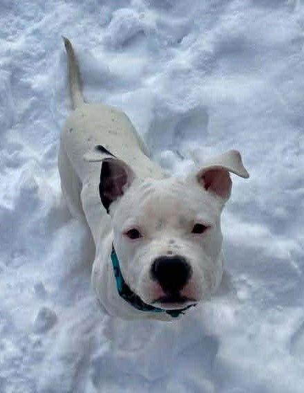 Enlarge Oreo, a Adoptable mixed breed in Strongsville, OH image 2/3
