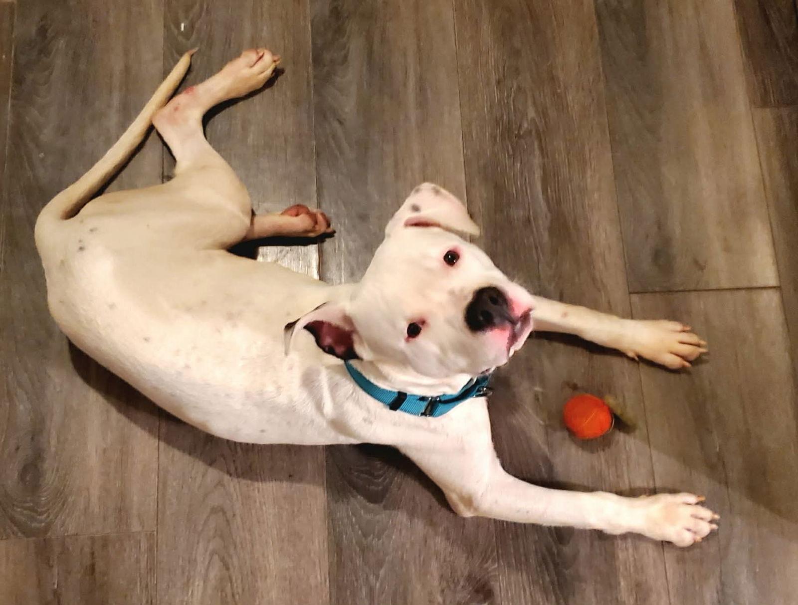 Enlarge Oreo, a Adoptable mixed breed in Strongsville, OH image 3/3