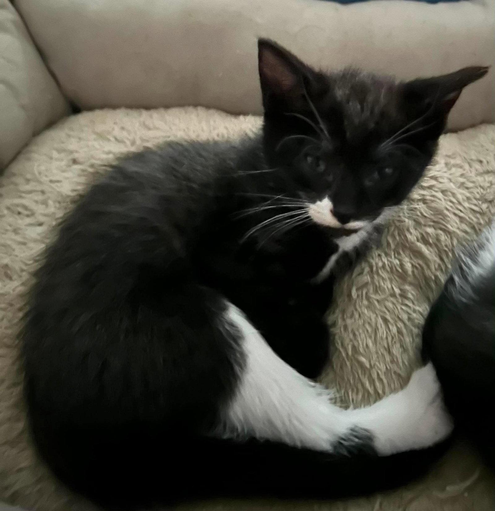 Cinder, Adopted, Kitten Female Domestic Short Hair.