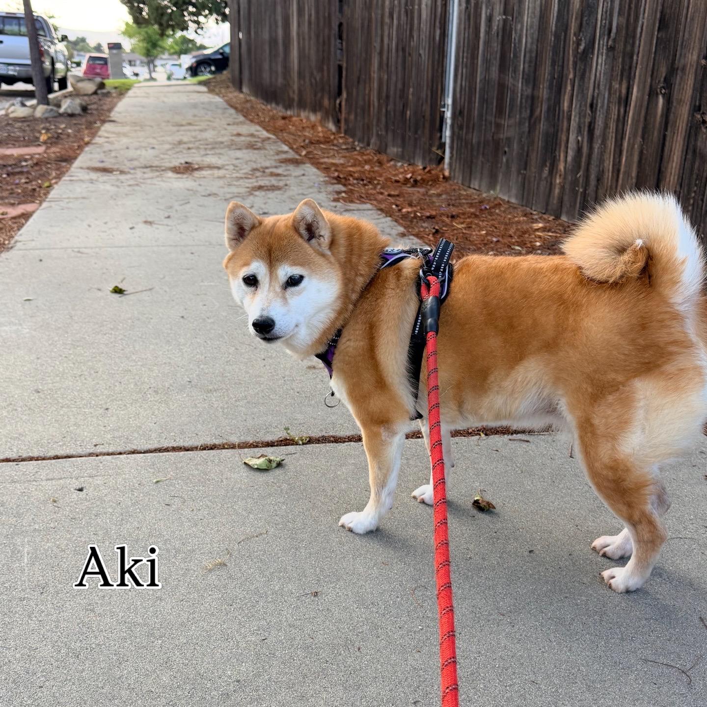 Aki, ADOPTABLE, Senior Female Shiba Inu.