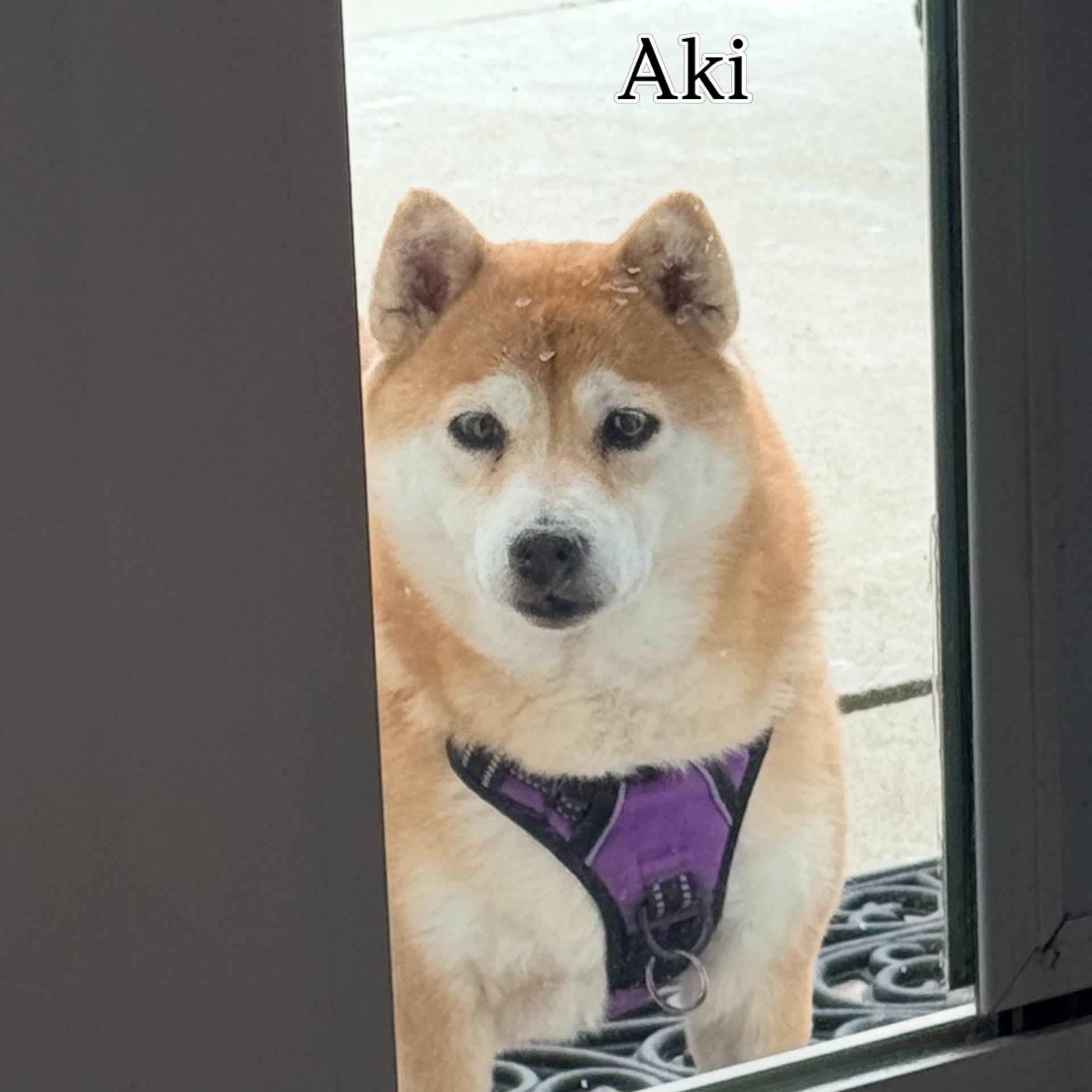 Enlarge Aki, a ADOPTABLE Shiba Inu in Santa Maria, CA image 2/2