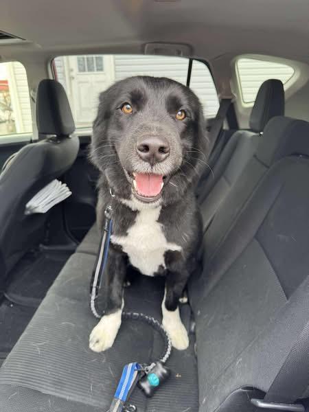 Midnight, ADOPTABLE, Young Male Collie.