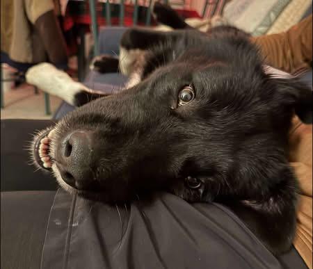 Enlarge Midnight, an adopted mixed breed in GLEN MILLS, PA image 2/4