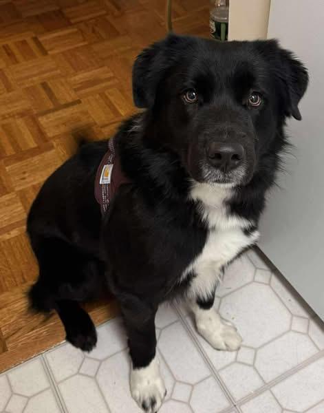 Enlarge Midnight, an adopted mixed breed in GLEN MILLS, PA image 3/4