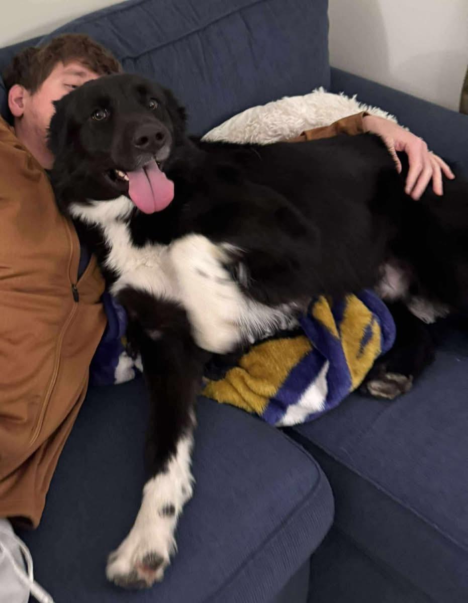 Enlarge Midnight, an adopted mixed breed in GLEN MILLS, PA image 4/4