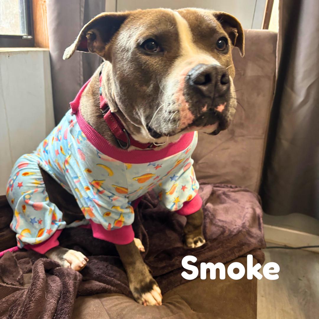 Smoke, a Adoptable Mixed Breed image 1/6