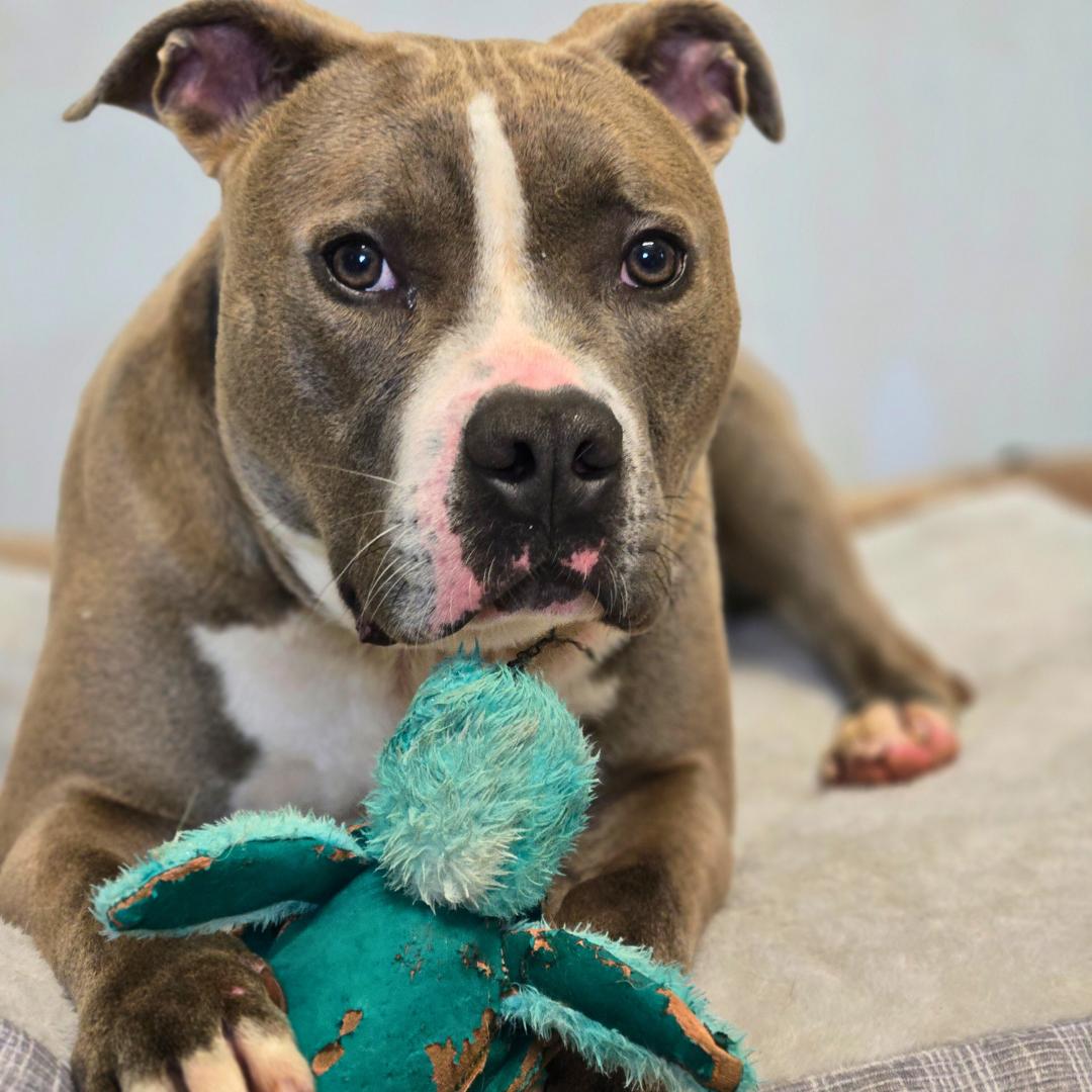 Enlarge Smoke, a Adoptable Mixed Breed in FLEETWOOD, PA image 2/6