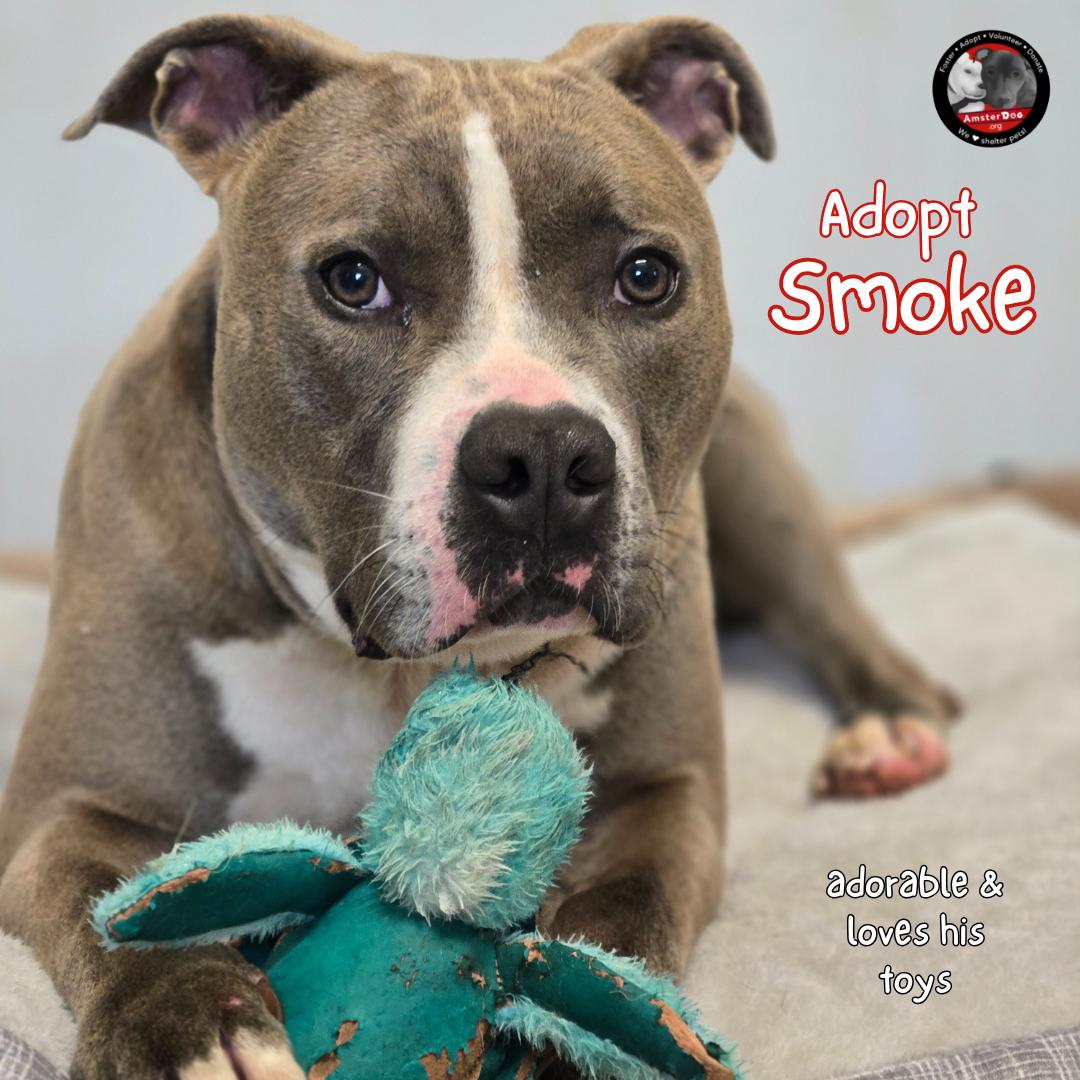 Smoke, a Adoptable Mixed Breed image 2/6