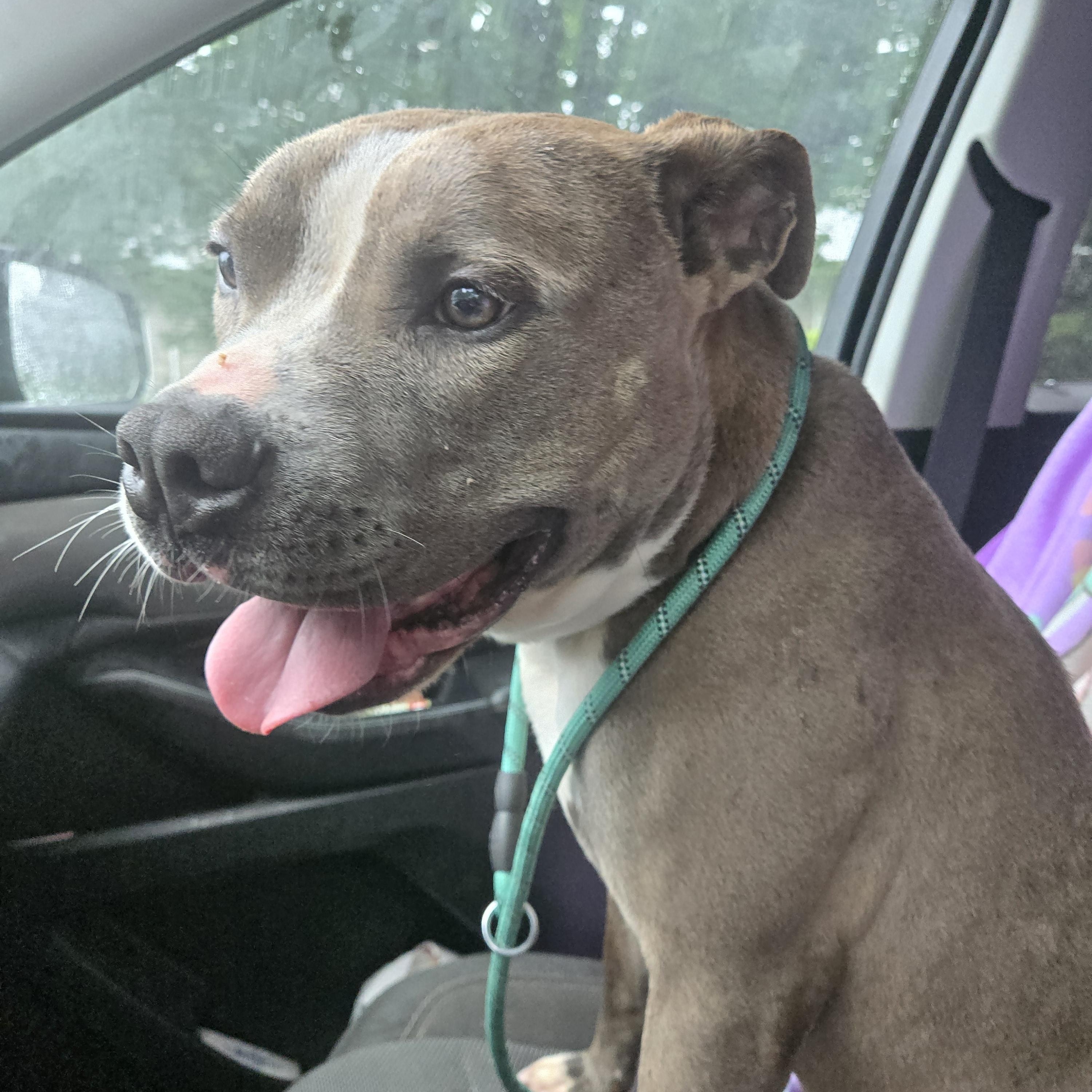 Smoke, a Adoptable Mixed Breed image 6/6