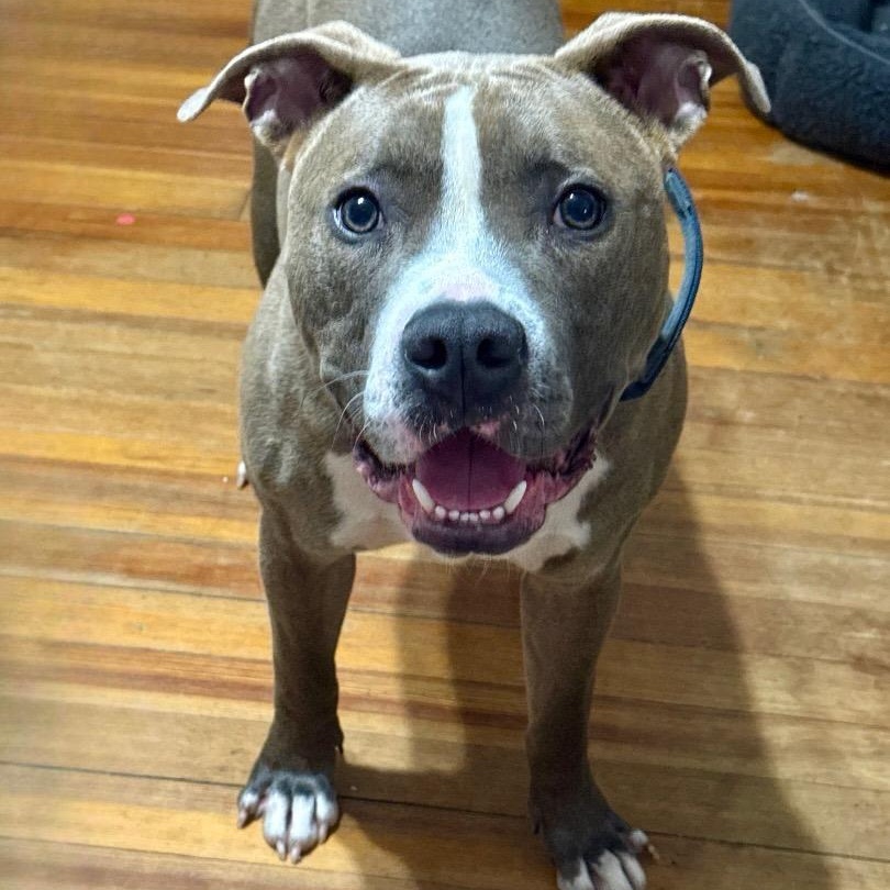 Smoke, a Adoptable Mixed Breed image 5/6