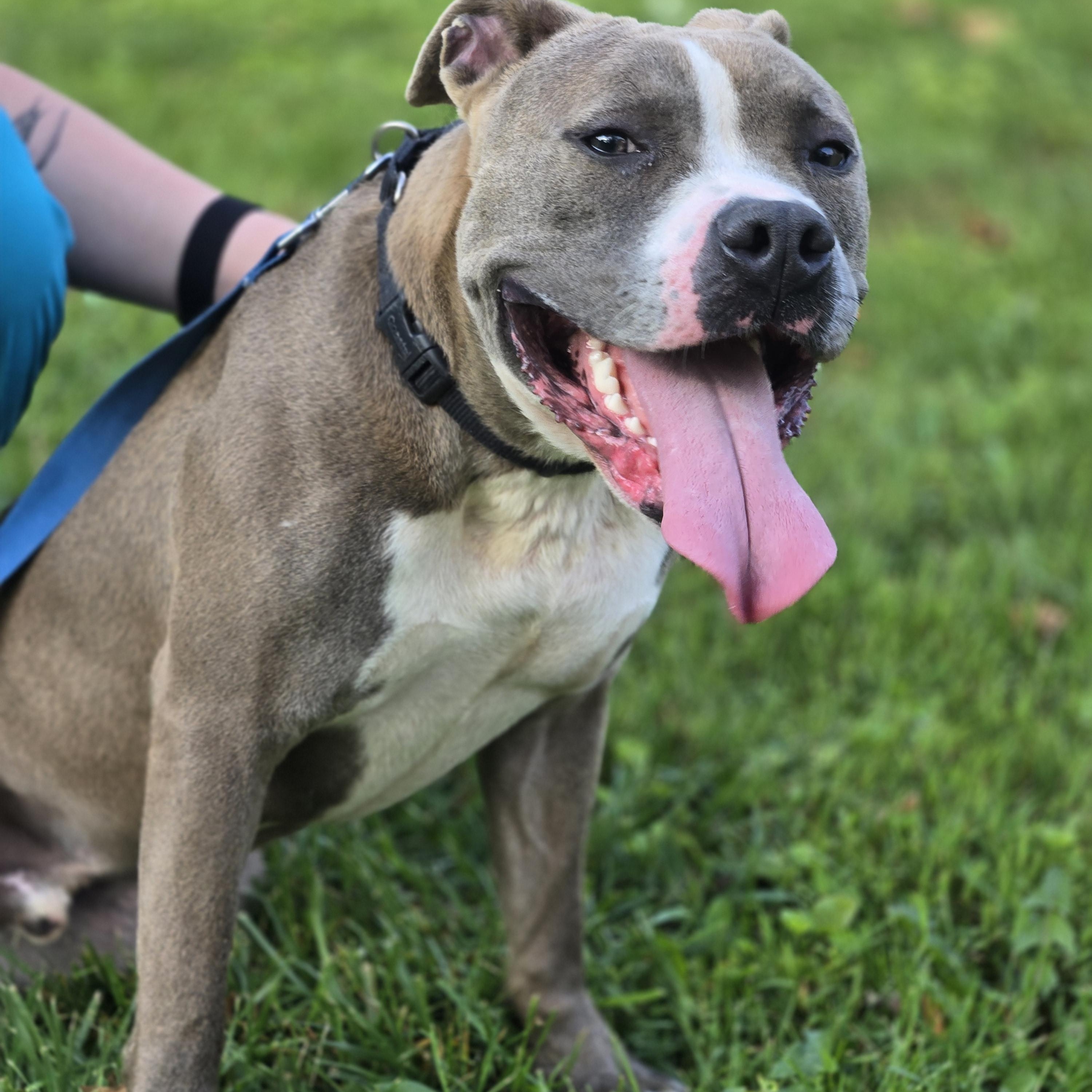 Smoke, a Adoptable Mixed Breed image 4/6